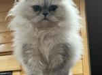Mia - Ragamuffin Kitten For Adoption - Saint Francisville&comma; LA&comma; US