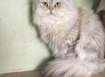 Boaz - Persian Cat For Sale/Service - 