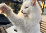 Lush - Maine Coon Cat For Sale - Firestone Park&comma; CA&comma; US
