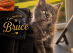 DORIS - Maine Coon Kitten For Sale - Manitowoc&comma; WI&comma; US