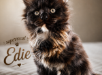 DORIS - Maine Coon Kitten For Sale - Manitowoc&comma; WI&comma; US