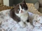 Scottish boy - Scottish Straight Kitten For Sale - Shakopee&comma; MN&comma; US