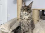 Gabby - Maine Coon Cat For Sale - Franklin Twp&comma; NJ&comma; US
