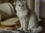 Romeo - Persian Cat For Sale/Service - Goodyear&comma; AZ&comma; US