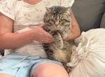 Brown black spotted tabby - British Shorthair Kitten For Sale - 