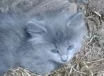 unique Maine Coon hybrid kittens - Maine Coon Kitten For Sale - Shelton&comma; WA&comma; US