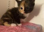 Bella - Maine Coon Kitten For Sale - 