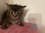 Zeus - Maine Coon Kitten For Sale - Farmington&comma; CT&comma; US