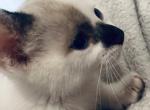 Kitty - American Wirehair Kitten For Sale - Canyon Cntry&comma; CA&comma; US