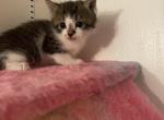 Miles - Maine Coon Kitten For Sale - 