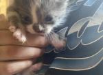 Gary - Domestic Kitten For Sale - 