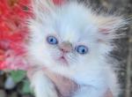 Miss Flame - Persian Kitten For Sale - Portland&comma; OR&comma; US