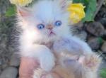 Miss Flame - Persian Kitten For Sale - Portland&comma; OR&comma; US