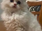 Leles litter - British Shorthair Kitten For Sale - Kent&comma; WA&comma; US