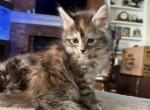 Maine coon litter - Maine Coon Kitten For Sale - Colorado Springs&comma; CO&comma; US