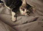 King - Domestic Cat For Sale - Scranton&comma; PA&comma; US
