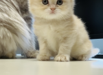 Blondie handsome - Scottish Straight Kitten For Sale - Fairview&comma; NJ&comma; US