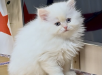 Whitey gorgeous - Scottish Straight Kitten For Sale - Fairview&comma; NJ&comma; US