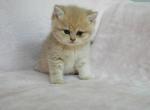 Andrew - British Shorthair Kitten For Sale - Basking Ridge&comma; NJ&comma; US