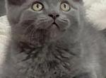 Winston - Domestic Kitten For Sale - Artondale&comma; WA&comma; US