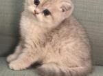Audrey Reserved by Lucy - British Shorthair Kitten For Sale - Basking Ridge&comma; NJ&comma; US
