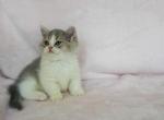 Cosmo - Munchkin Kitten For Sale - 