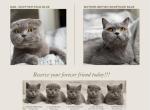 Classic Scottish British Shorthair Mix - British Shorthair Kitten For Sale - Jacksonville&comma; FL&comma; US