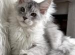 LUCKY - Maine Coon Kitten For Sale - 