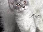 RAINBOW - Maine Coon Kitten For Sale - 