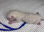 MidnightsLitter - Bengal Kitten For Sale - 