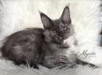 BLOSSOM - Maine Coon Kitten For Sale - TX&comma; US