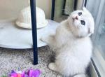 Fluffy - Scottish Fold Kitten For Adoption - Sacramento&comma; CA&comma; US