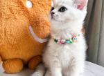 Sofia - Scottish Straight Kitten For Sale - Sacramento&comma; CA&comma; US
