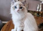 Malie - Domestic Kitten For Sale - CA&comma; US