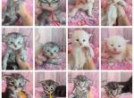 September babies - Maine Coon Kitten For Sale - Frenchtown&comma; MI&comma; US