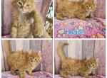 Male longhair highlander - Highlander Kitten For Sale - Frenchtown&comma; MI&comma; US