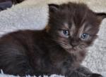 Green Jack Apex - Siberian Kitten For Sale - 