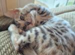 Bengal silver female - Bengal Kitten For Sale - Bedford&comma; PA&comma; US