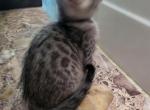 Skye Bengalese litter - Bengal Kitten For Sale - Bedford&comma; PA&comma; US