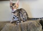 TICA registered Bengal male - Bengal Kitten For Sale - Bedford&comma; PA&comma; US