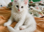 Maine coon kittens - Maine Coon Kitten For Sale - Monroe&comma; OH&comma; US