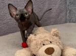 Anastasia - Sphynx Kitten For Sale - 