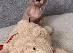 Alessa - Sphynx Kitten For Sale - MA&comma; US