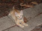 Sandy Mandy - Domestic Kitten For Sale - Emory&comma; TX&comma; US