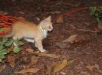 CreamPuff - Domestic Kitten For Sale - Emory&comma; TX&comma; US