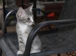 Starr - Domestic Kitten For Sale - Emory&comma; TX&comma; US
