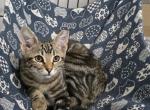 Pepper - Domestic Kitten For Adoption - Manassas&comma; VA&comma; US