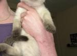 Male Siamese Seal Point - Siamese Kitten For Sale - 