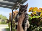 Eva - Maine Coon Kitten For Sale - 