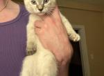 Female Siamese Lynx point - Siamese Kitten For Sale - 